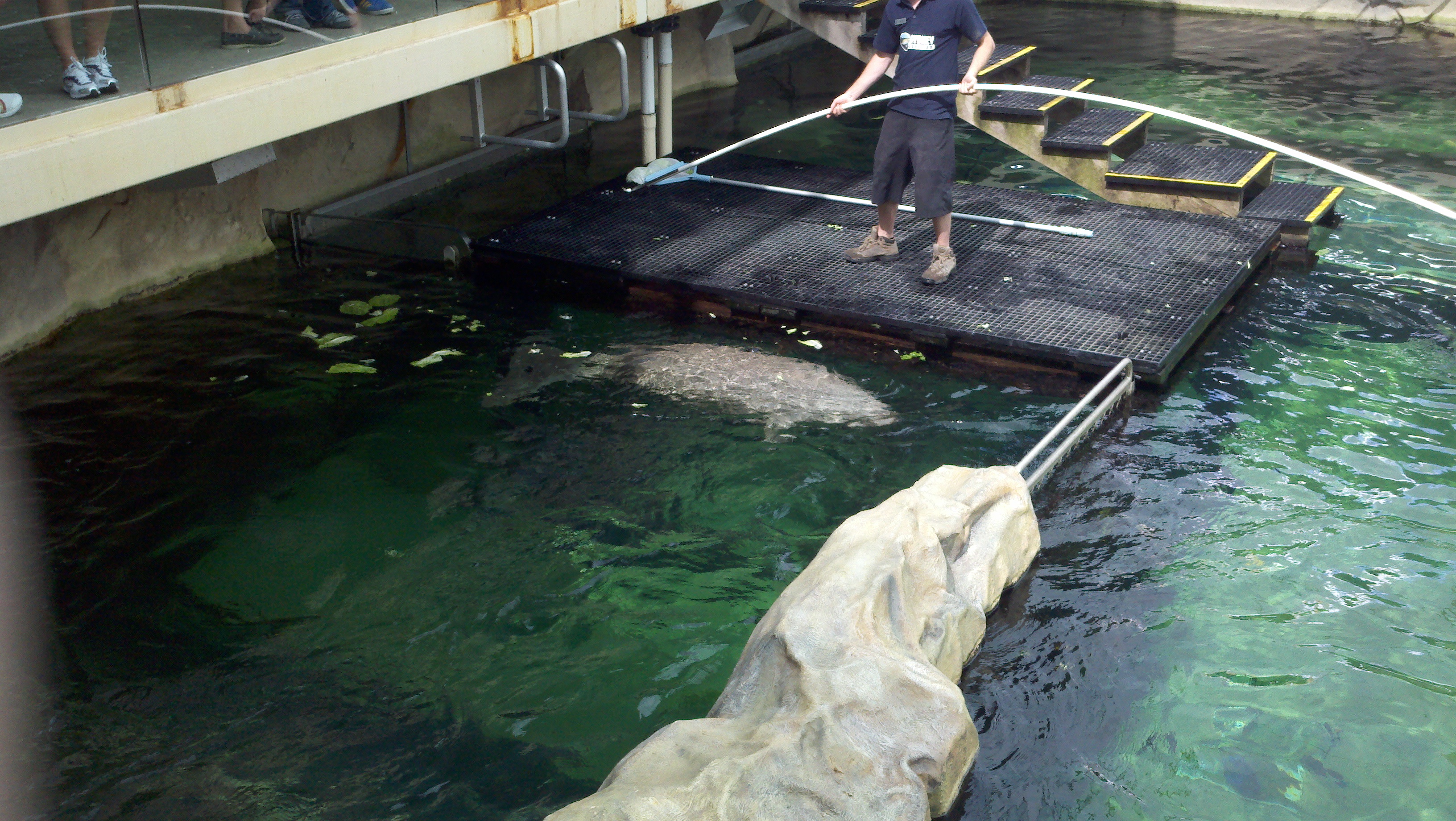 A male dugong