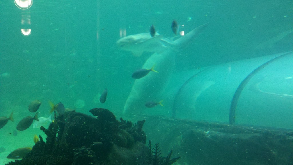 Female dugong