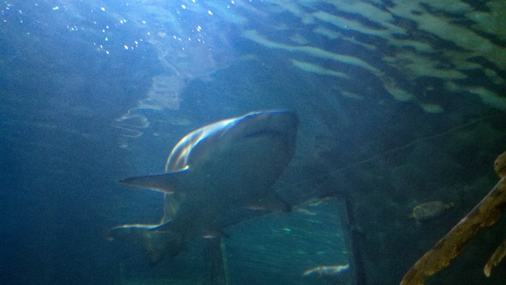 A Shark!