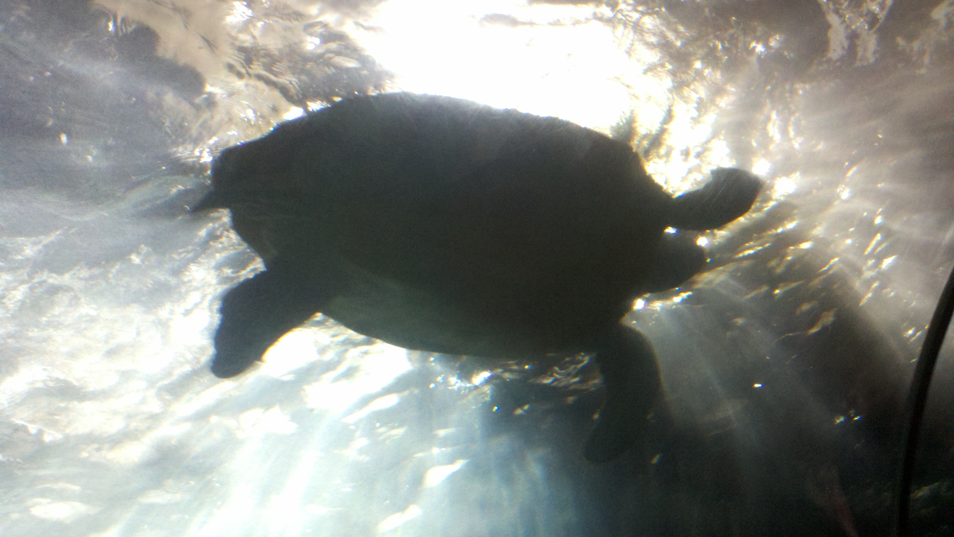 Sea Turtle from below
