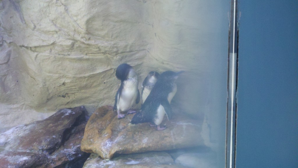 Penguins trying to hide from me