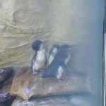 Penguins trying to hide from me