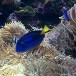 Dory from Finding Nemo!